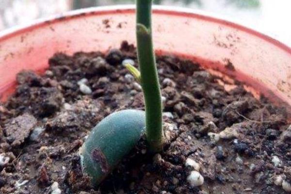 一斤菠萝蜜多少钱