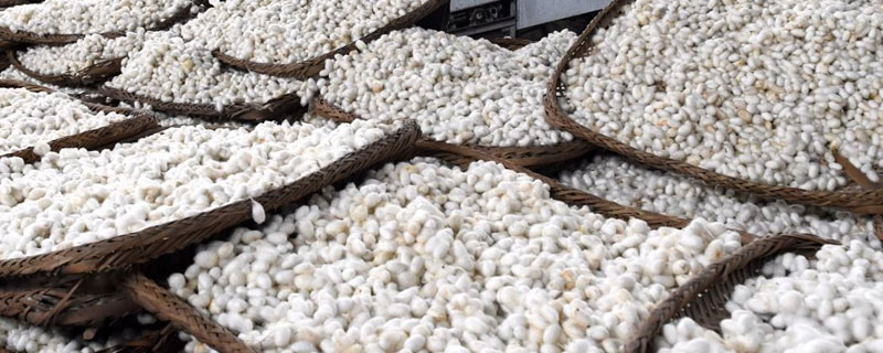 一斤蚕茧多少钱