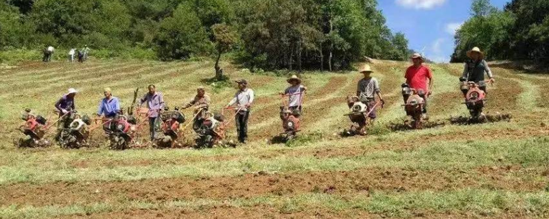 什么是食草性家禽家畜