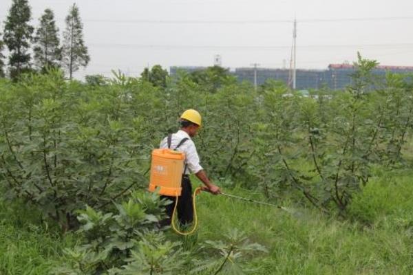 什么除草剂可以用于小麦出苗