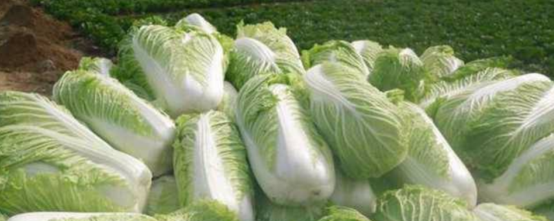 大白菜和大白菜有什么区别