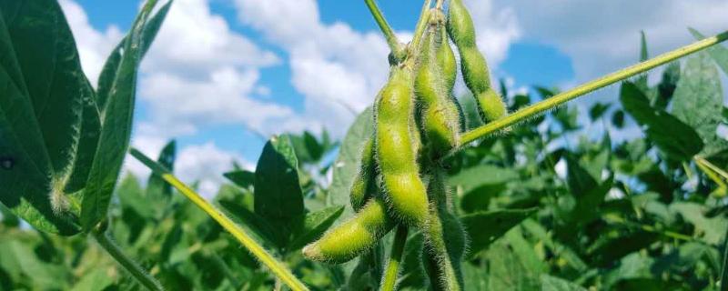 哪些高产大豆品种适合黑龙江地区种植