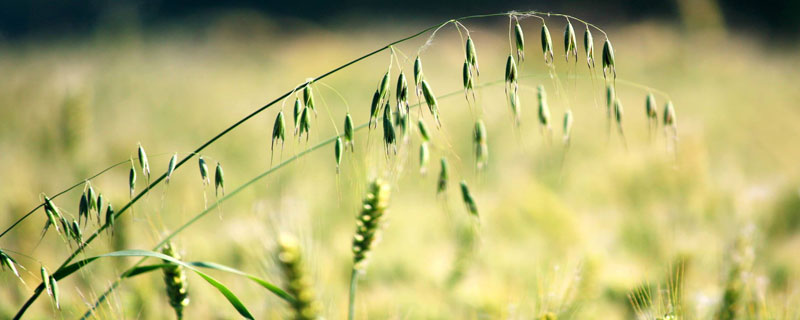 一斤大麦虫多少钱？养殖效益和养殖前景如何