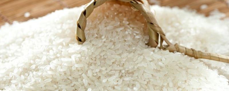 长粒米和圆粒米有什么区别？如何正确选择大米