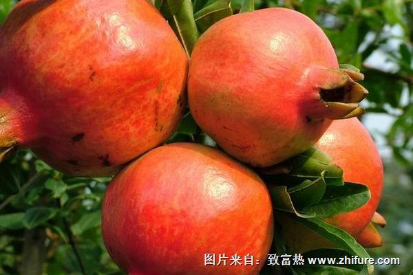 哪里可以卖突尼斯软籽石榴树苗？一棵树多少钱