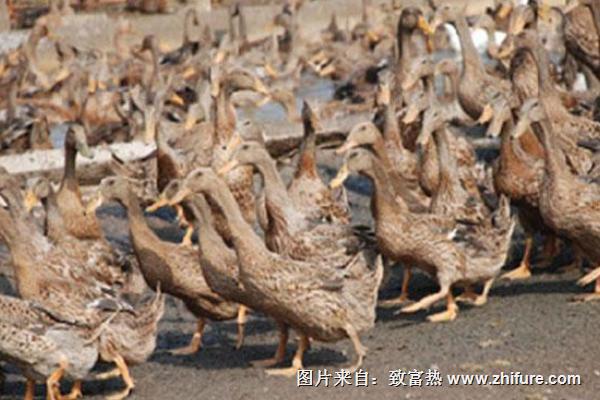 什么是夏季蛋鸭人工强制换羽技术