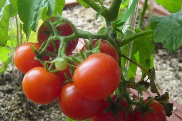 种植番茄施肥浓度过高，会造成什么后果