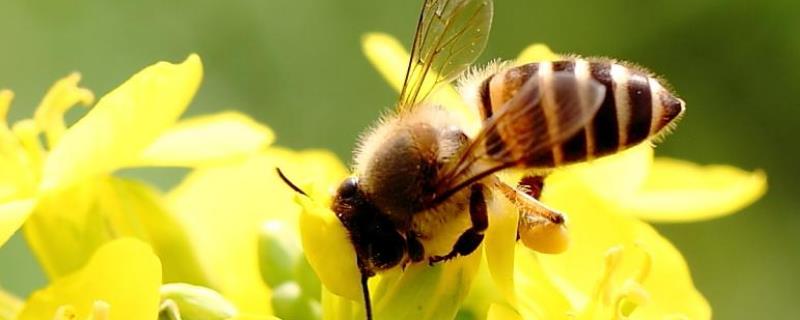蜜蜂自然分蜂控制技术