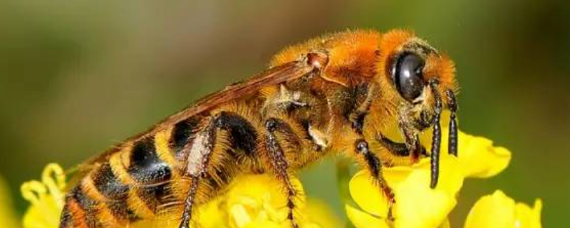 如何防止蜂群防止蜂群逃跑
