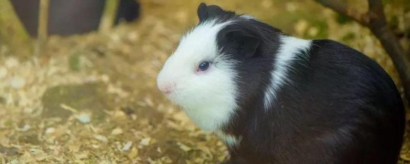荷兰猪能吃什么蔬菜？能活多久
