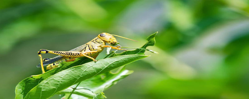 人工养殖蝗虫的前景如何？效率高吗？(附最新蝗虫价格)