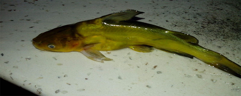 最大的野生黄颡鱼有多大？与黄辣丁有什么区别