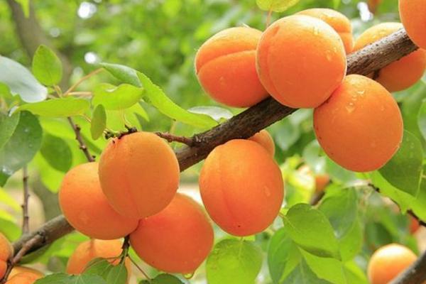 黄桃是什么季节成熟的水果？几个月可以吃？如何选择