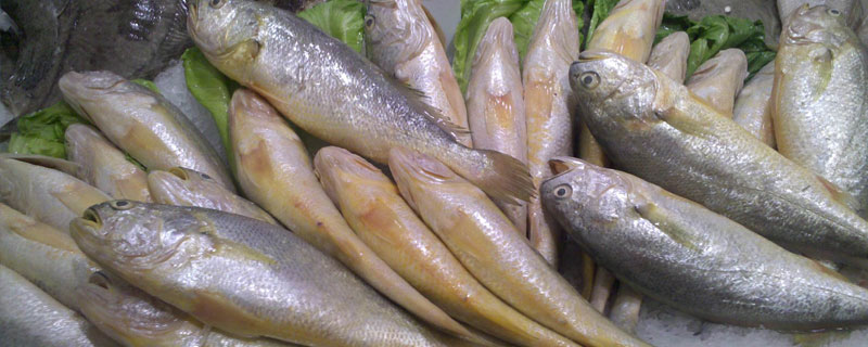 上海小黄鱼一斤多少钱？七种选择新鲜小黄鱼的技巧