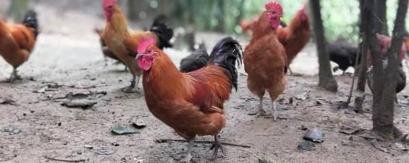 肉鸡和土鸡有什么区别
