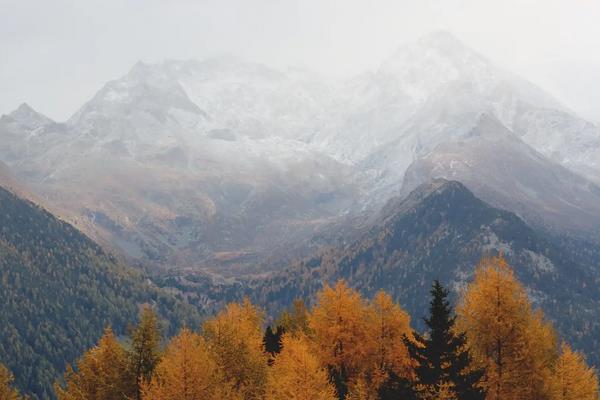 杨梅原产地在哪里