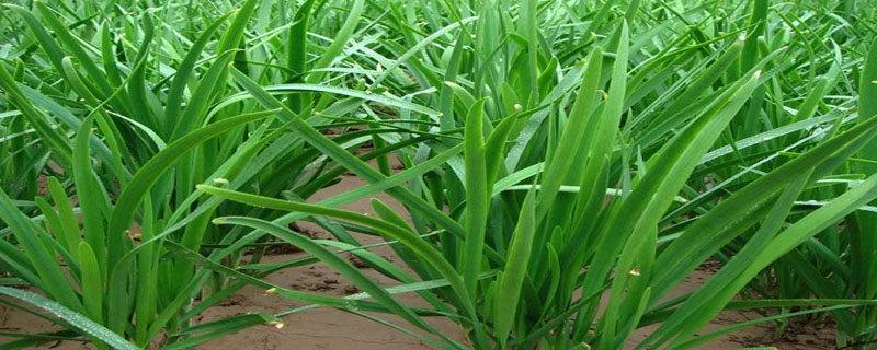 韭菜能放在冰箱里冷藏吗？韭菜和大蒜有什么区别