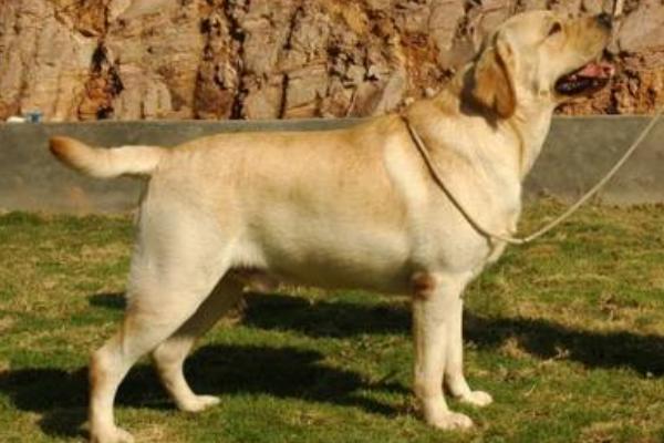 多少钱是纯种拉布拉多犬