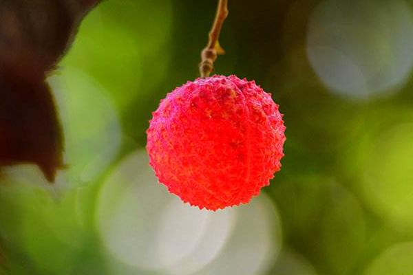 一棵荔枝苗多少钱？种植几年就能结果