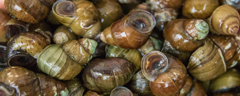 苹果蜗牛吃什么？多久繁殖一次？养殖注意事项有哪些