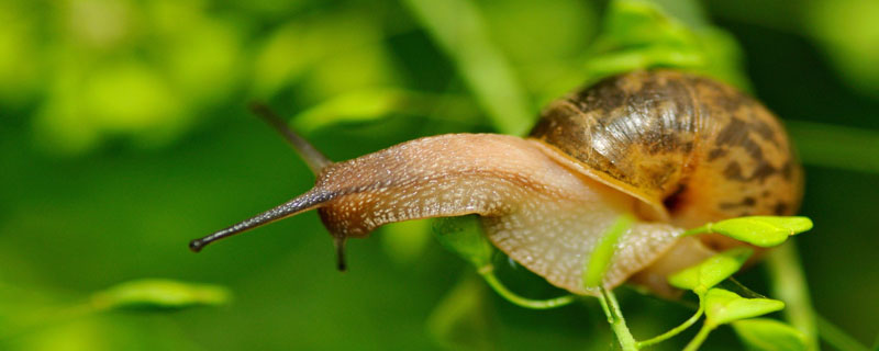 蜗牛吃什么？蜗牛有养殖前景吗