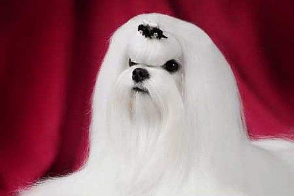 一只马尔济斯犬多少钱