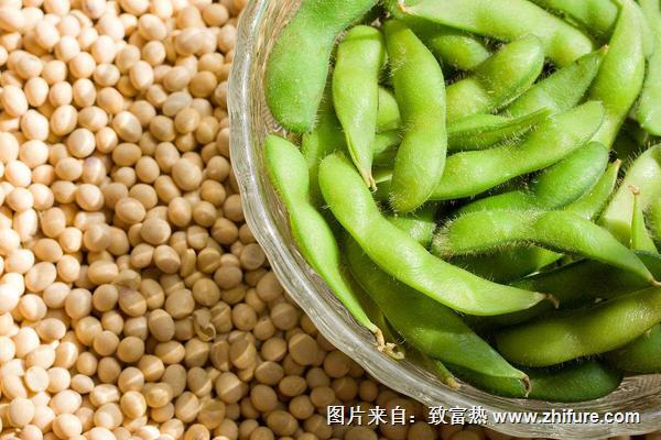几个月毛豆上市