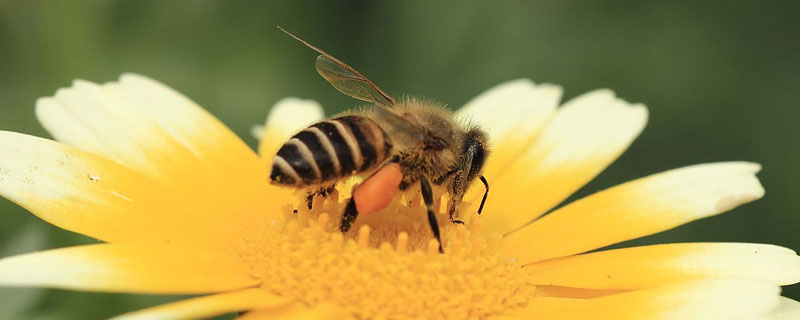 马蜂和蜜蜂的区别