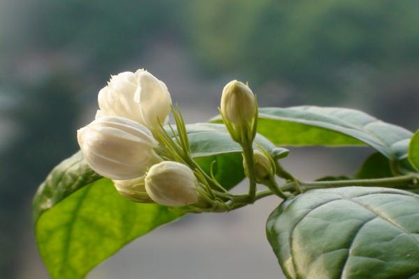 种植茉莉花的技术