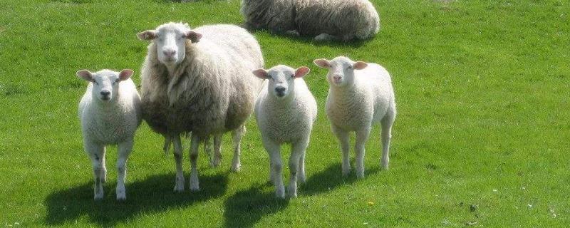 一年养10只母羊的利润