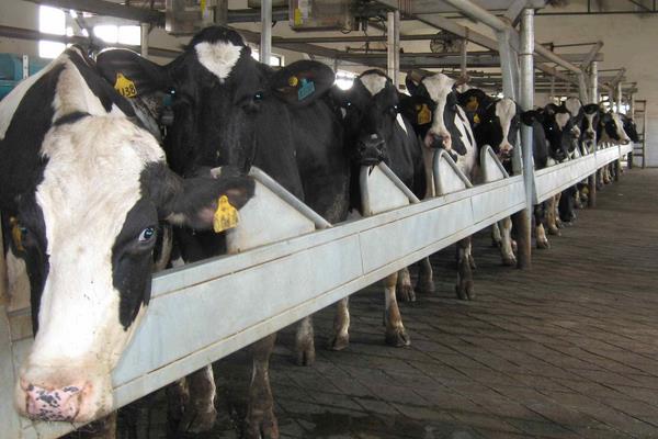 如何提高奶牛养殖效率