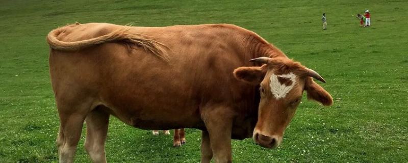 如何通过牛的体温来判断牛的健康