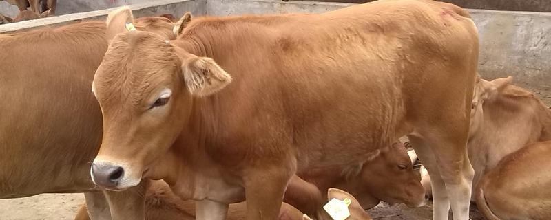 种植野木瓜的技术