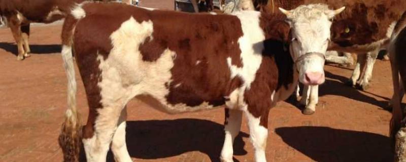 呼吸困难怎么办