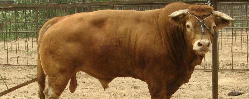 牛瘤胃积食的症状及预防方法