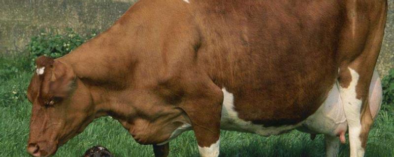 投资20头肉牛多少钱