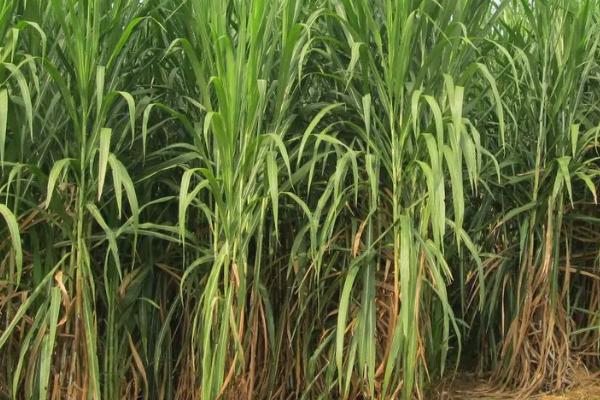 牛流行热症状及治疗方法