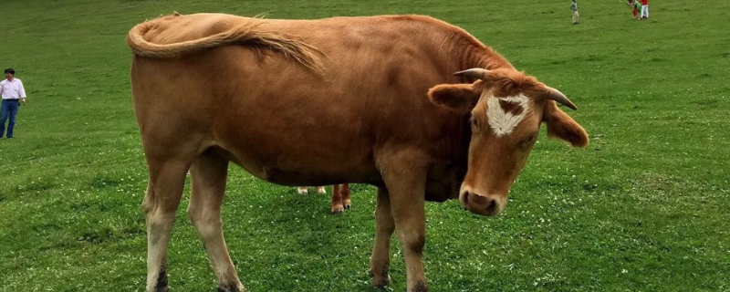 肉牛育肥注意事项