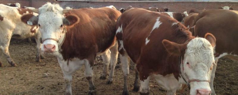 牛健康养殖的基本要点