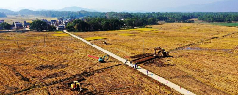 农村种植选择什么好？推荐四种前景好、收益高的项目