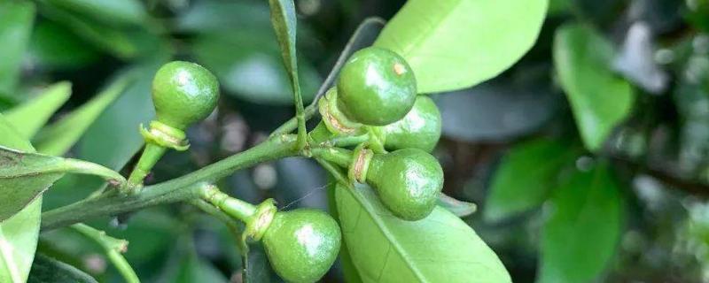 生物农药分为几种类型？怎么用
