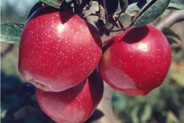 什么是非常早熟的苹果品种