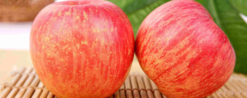 宜川县苹果批发多少钱一斤？宜川种植哪些苹果品种
