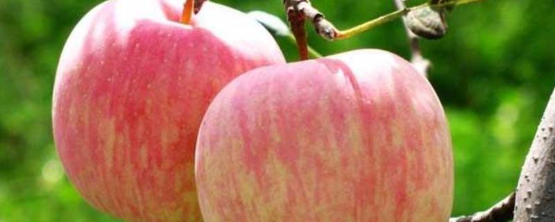 红富士苹果批发一斤多少钱？哪里的产品好吃