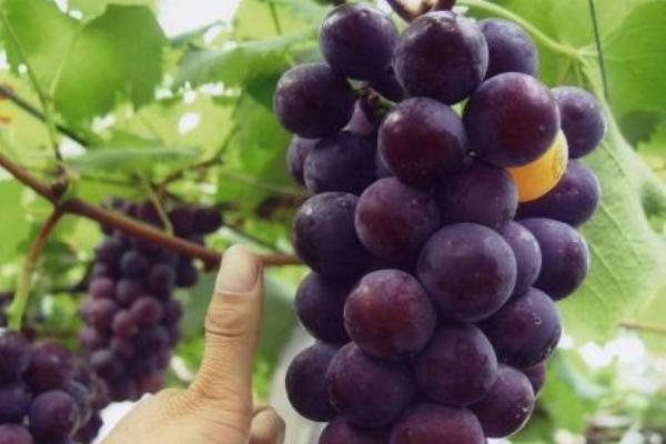 清点适合北方种植的葡萄品种