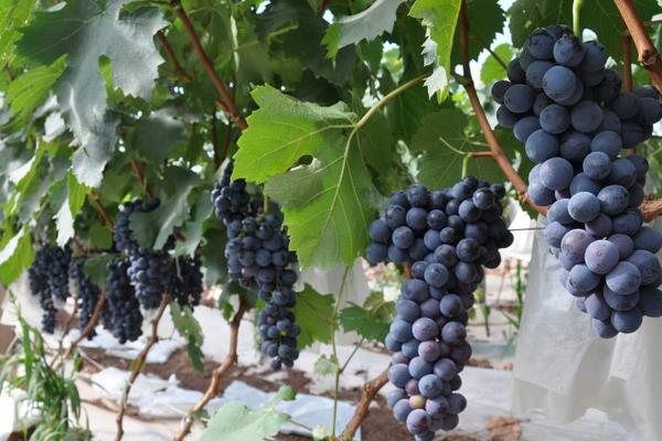 法国葡萄酒行业预计将损失50%的产量是怎么回事？现在国内市场的葡萄批发价是多少