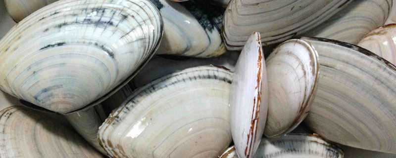 海湾扇贝产地在哪里？如何区分海湾扇贝、虾米扇贝、排孔扇贝
