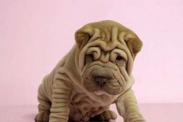 沙皮狗和斗牛犬的区别