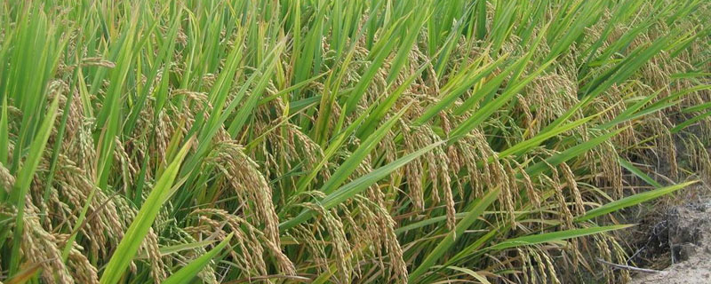 单晚水稻有哪些优质品种？优质水稻不生产优质水稻的原因