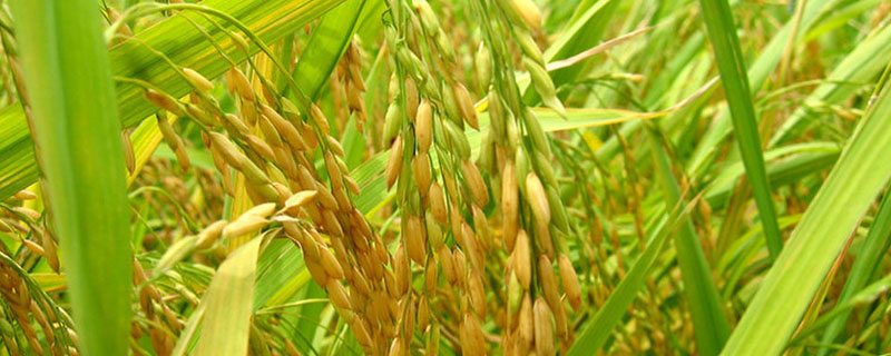 每亩产2000斤水稻正常吗